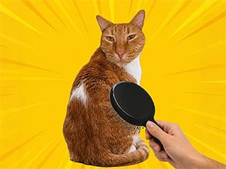 Brush Cat Challenge