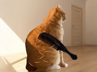 Brush Orange Cat Challenge